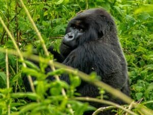 bwindi impenetrable forest