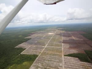 Borneo deforestation