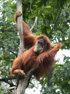 Endangered orangutan