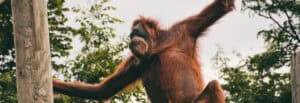 Borneo Cultural Honeymoon