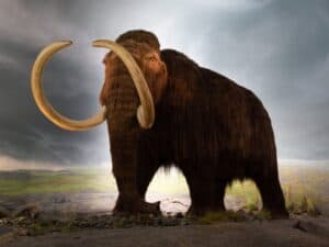 The Pyramids of Giza are older than Woolly Mammoths