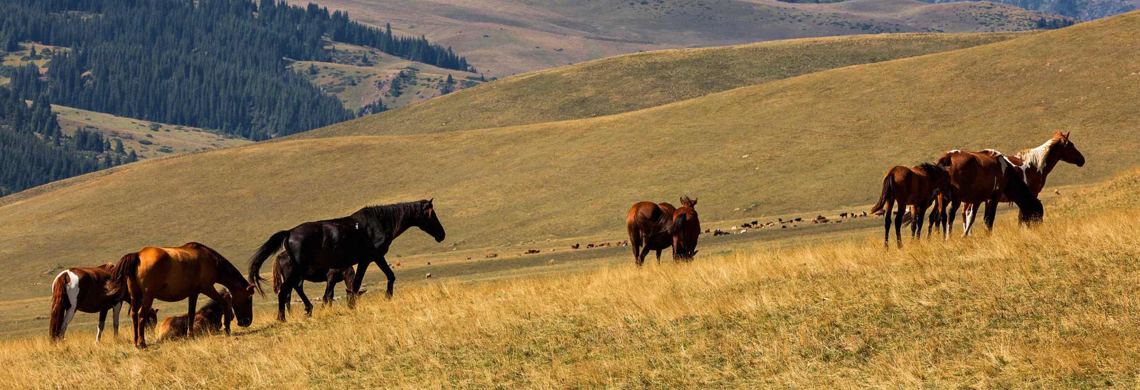 Classic Kazakhstan - Image 3