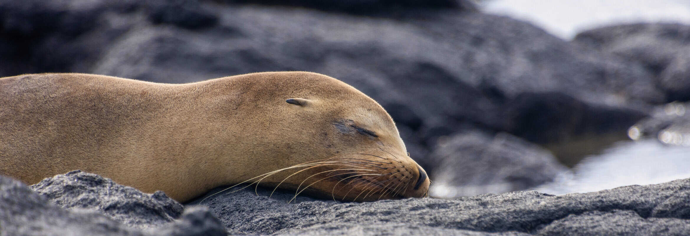 Luxury Galapagos & Ecuador Tailor Made Holiday - Image 5