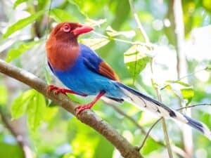 Sri Lanka blue magpie
