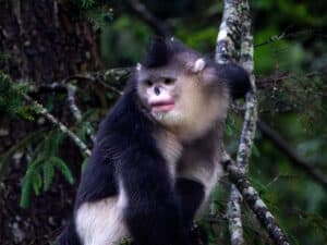 Yunnan snub-nosed monkey