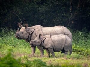 Javan rhino