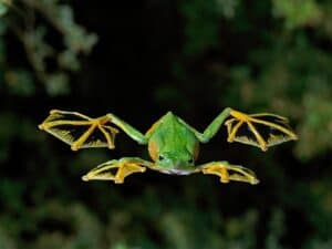Wallace’s flying frog