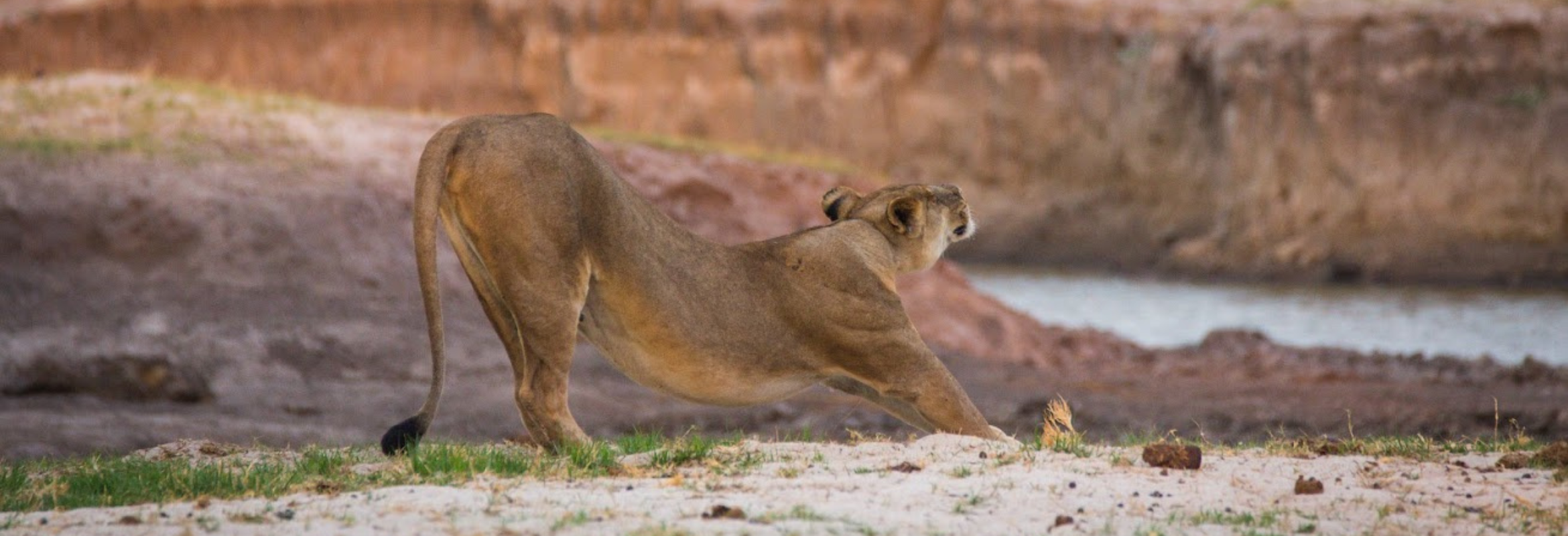 Botswana Focus - Image 3