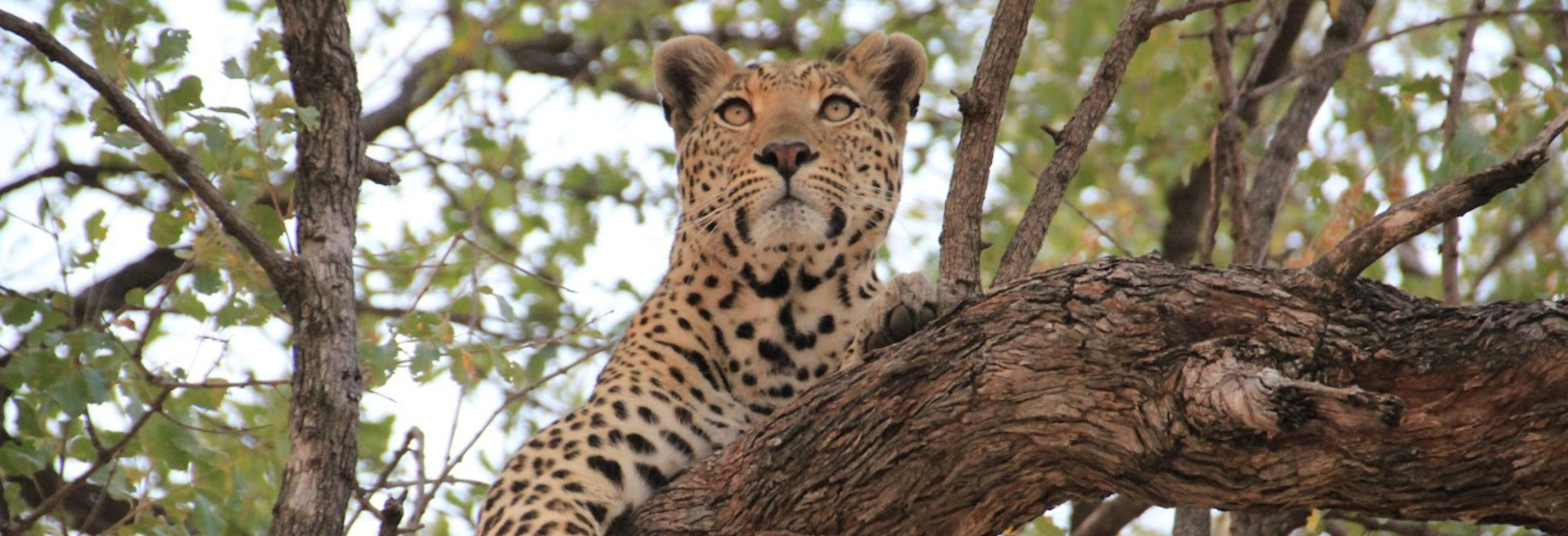 Botswana Focus - Image 5