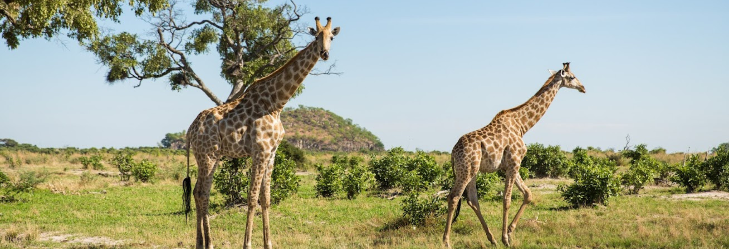 Botswana Focus - Image 6