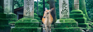 Japan Family Adventure