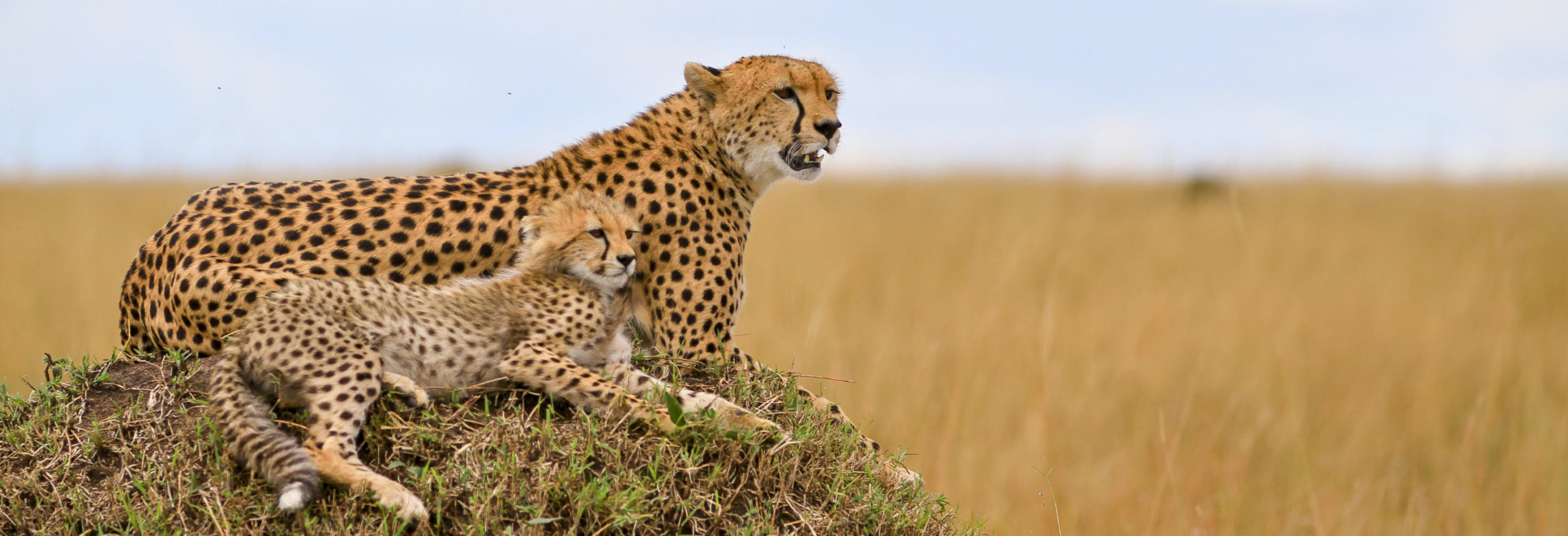 Kenya Trails