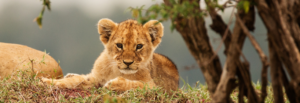 Wheels Over the Mara