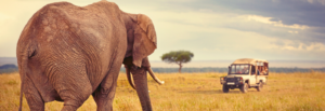 Highlights of Kenya