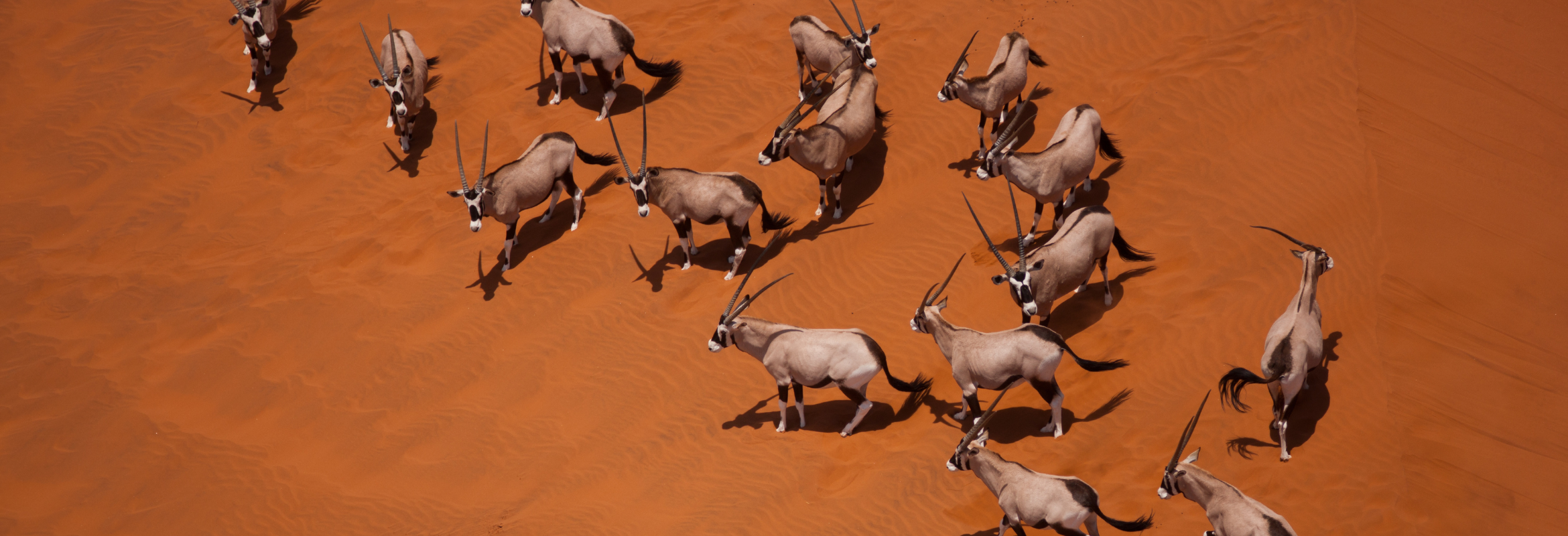 Namibian Self Drive Safari - Image 9