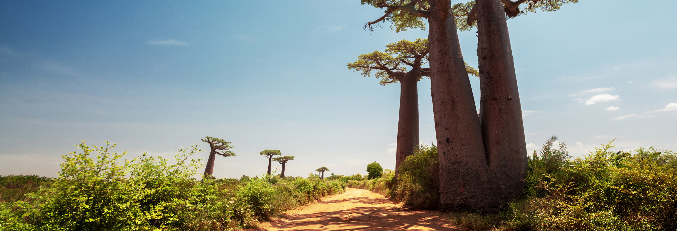 Madagascar - Andasibe, Namoroka & Anjajavy - Image 2