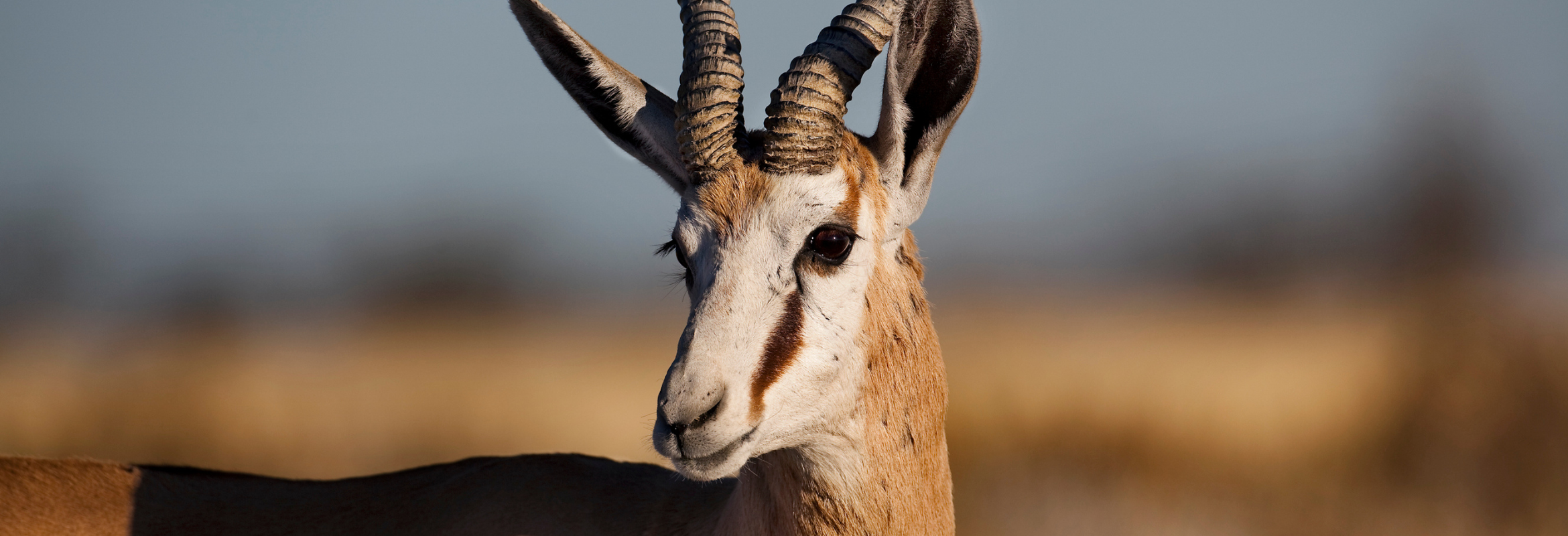 Namibian Self Drive Safari - Image 10