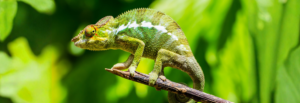 Madagascar - Andasibe, Mandrare & Namoroka