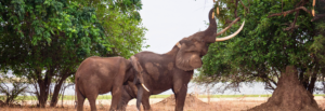 Zimbabwe Intrepid Hwange