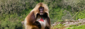 Ethiopia Nature & Wildlife Safari Tour
