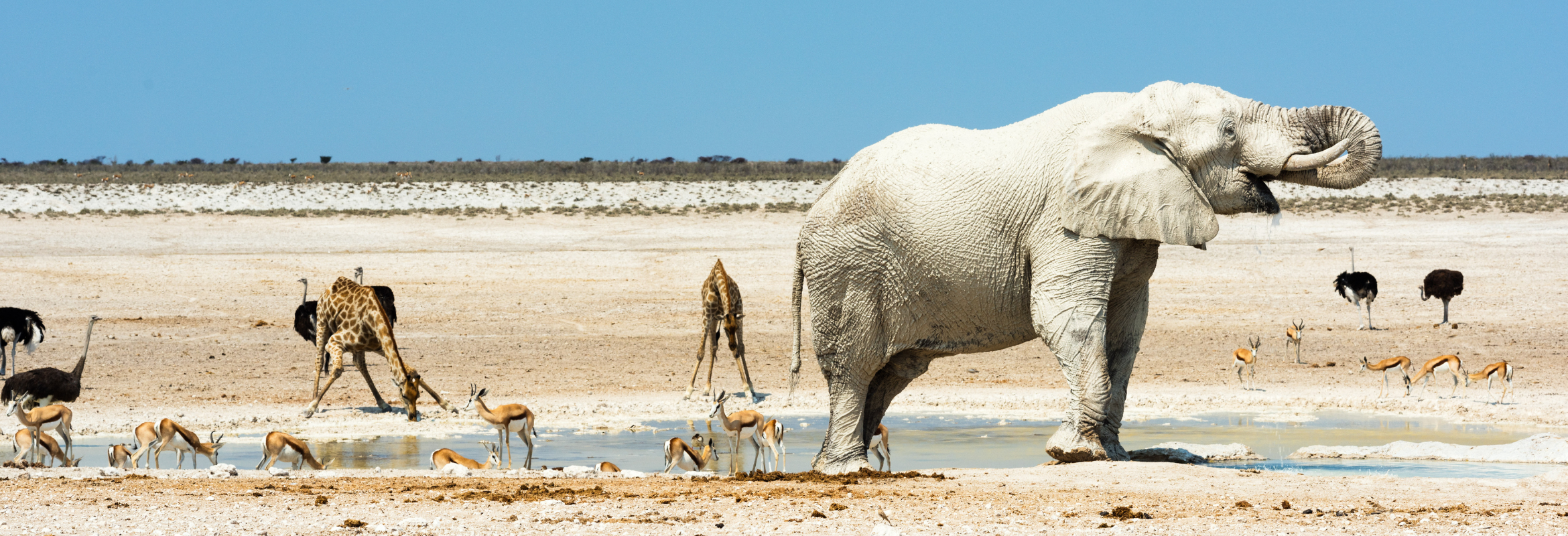 Namibian Self Drive Safari - Image 2