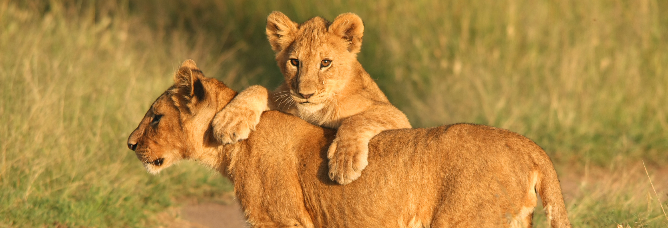 Zimbabwe Safari Explorer - Image 3