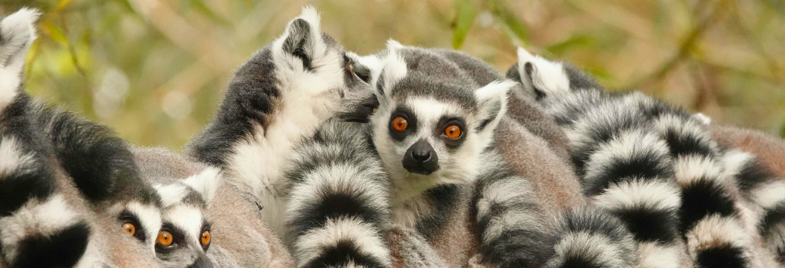 Madagascar - Andasibe, Mandrare & Namoroka - Image 2