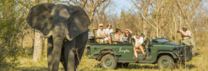 Zimbabwe Safari Explorer