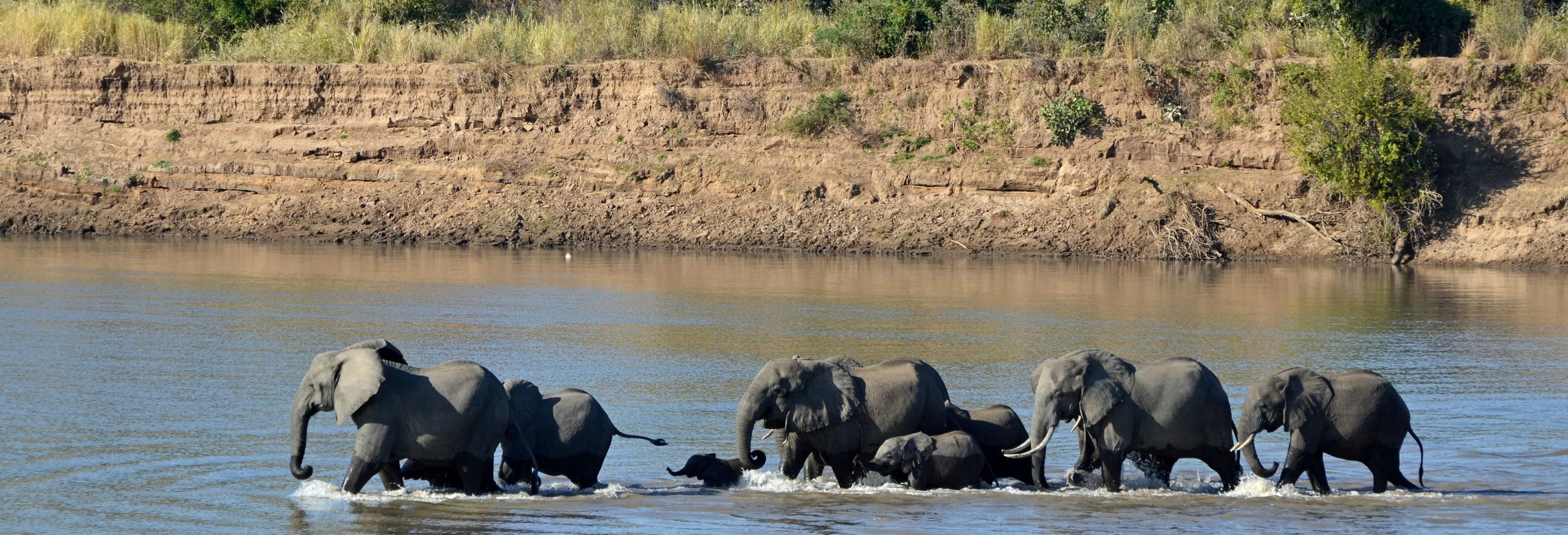 Zambia Walking Safari