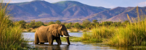 Zambia Kafunta, Chongwe & Waterberry