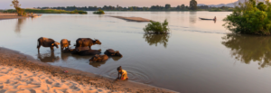 Zimbabwe Mana Pools