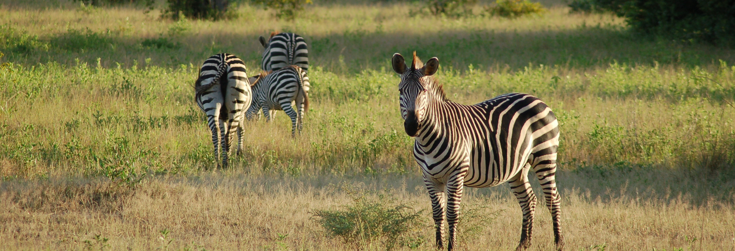Zambia Walking Safari - Image 7