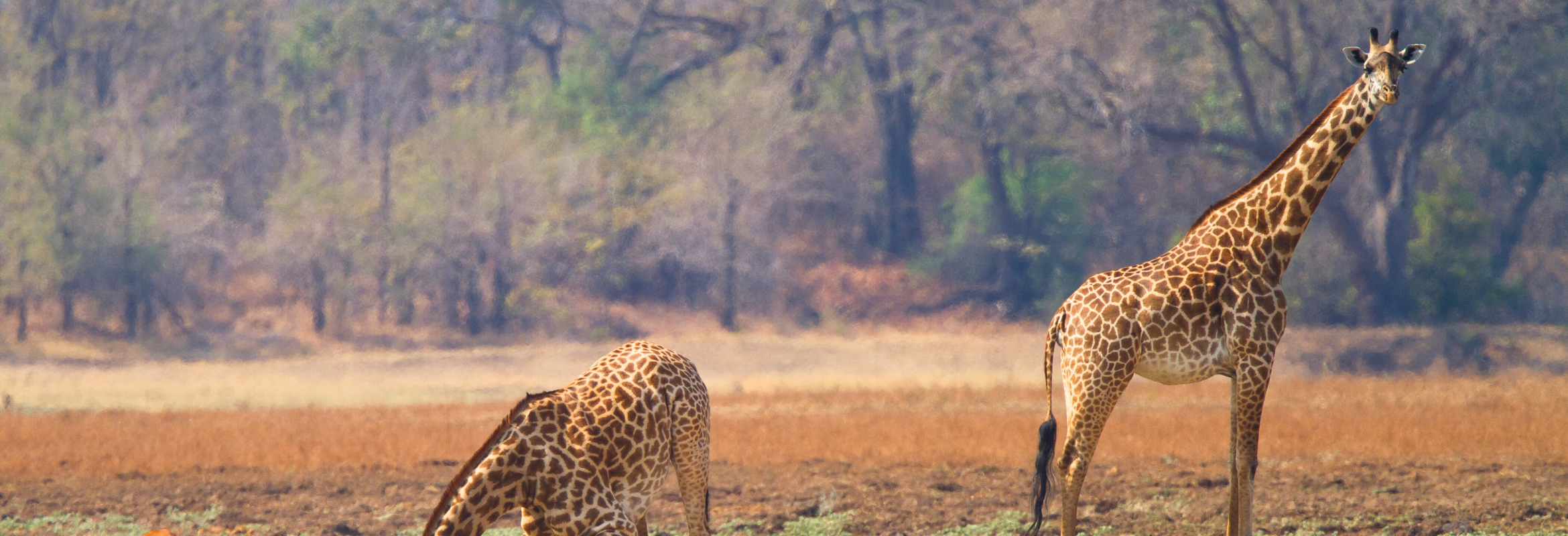Zambia Walking Safari - Image 3