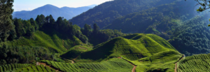 Verano en Malasia (Spanish speaking tour)