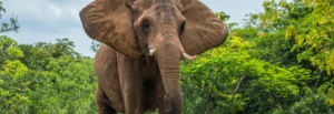 Thailand Jungle Wildlife & Beaches