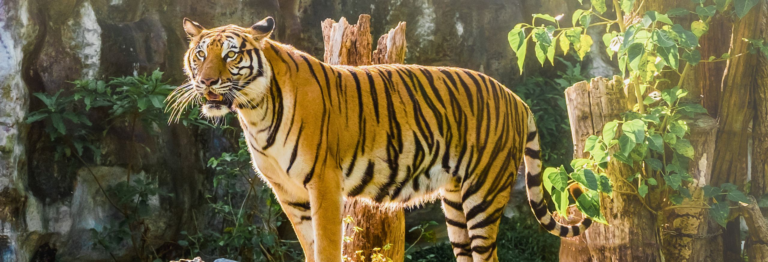 Birdwatching & Wildlife in the Himalayan foothills - Image 5