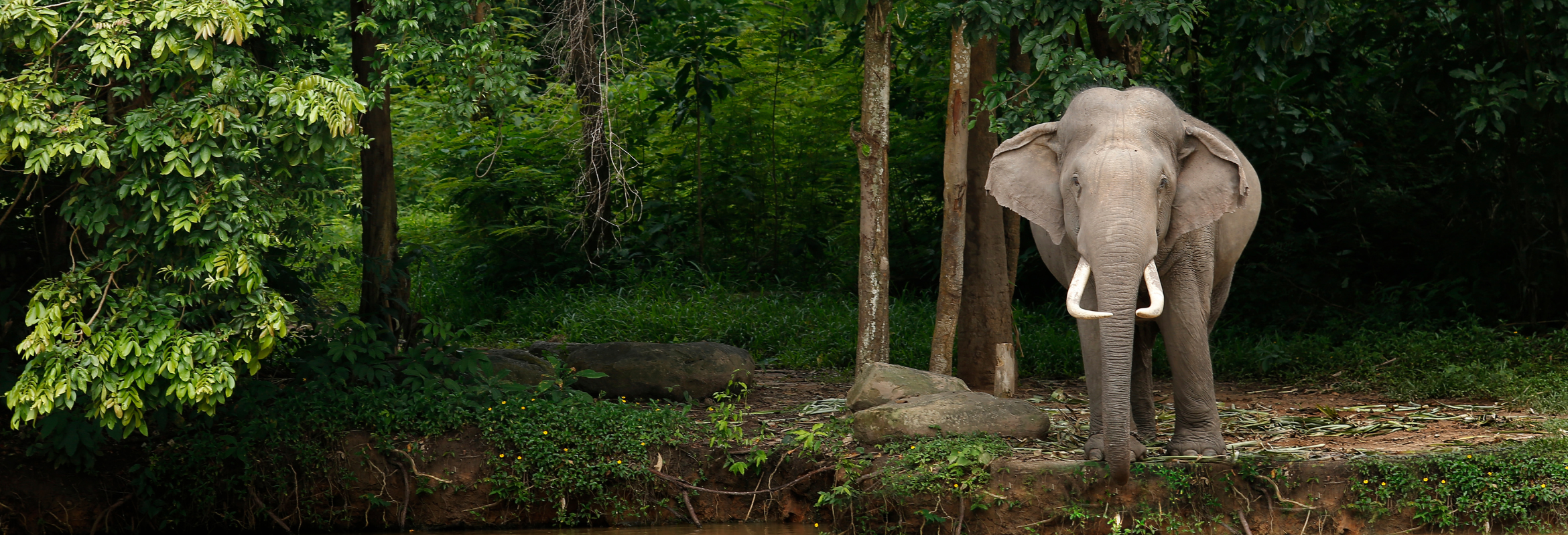Thailand on a Shoestring - Image 4