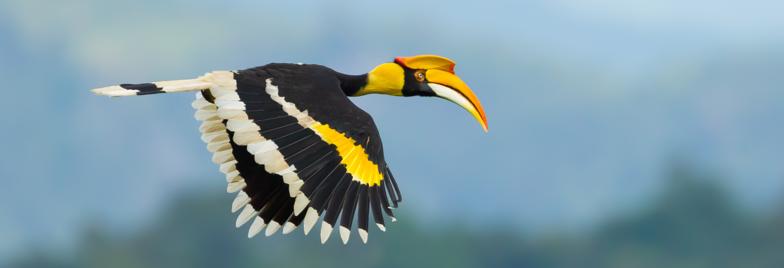 Birdwatching & Wildlife in the Himalayan foothills - Image 2