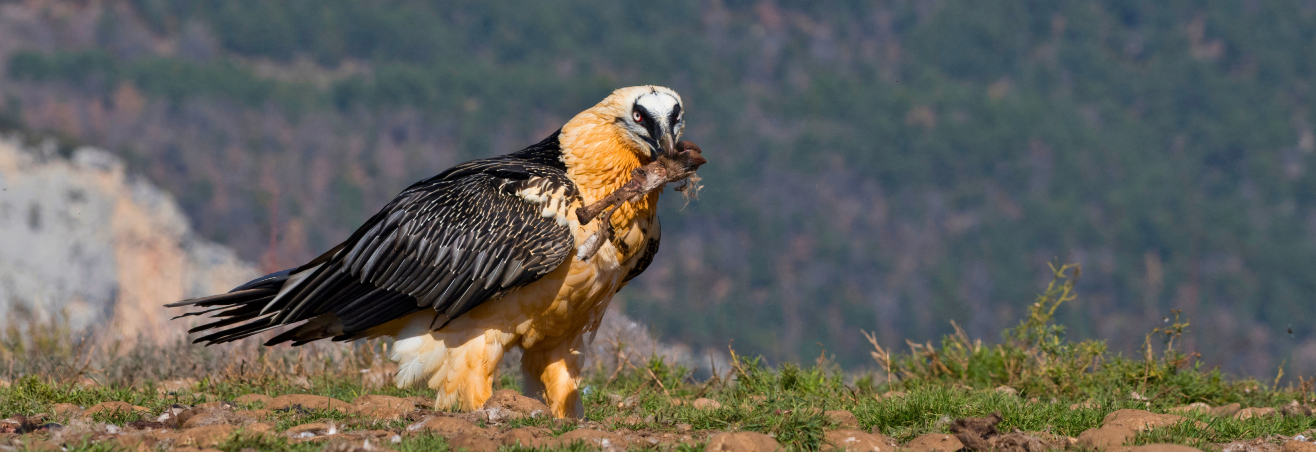 Birdwatching & Wildlife in the Himalayan foothills - Image 4