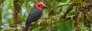 Borneo Birding Express