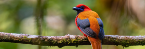 Ultimate Borneo Birding Safari