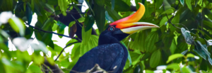 Birding in West Malaysia