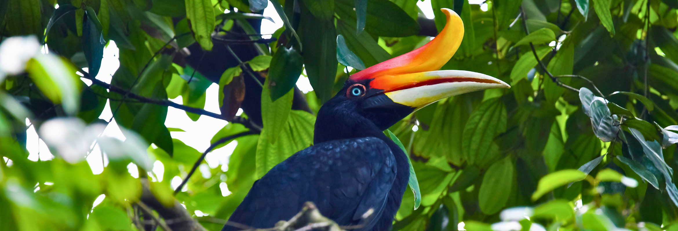 Borneo Birding Highlights - Image 4