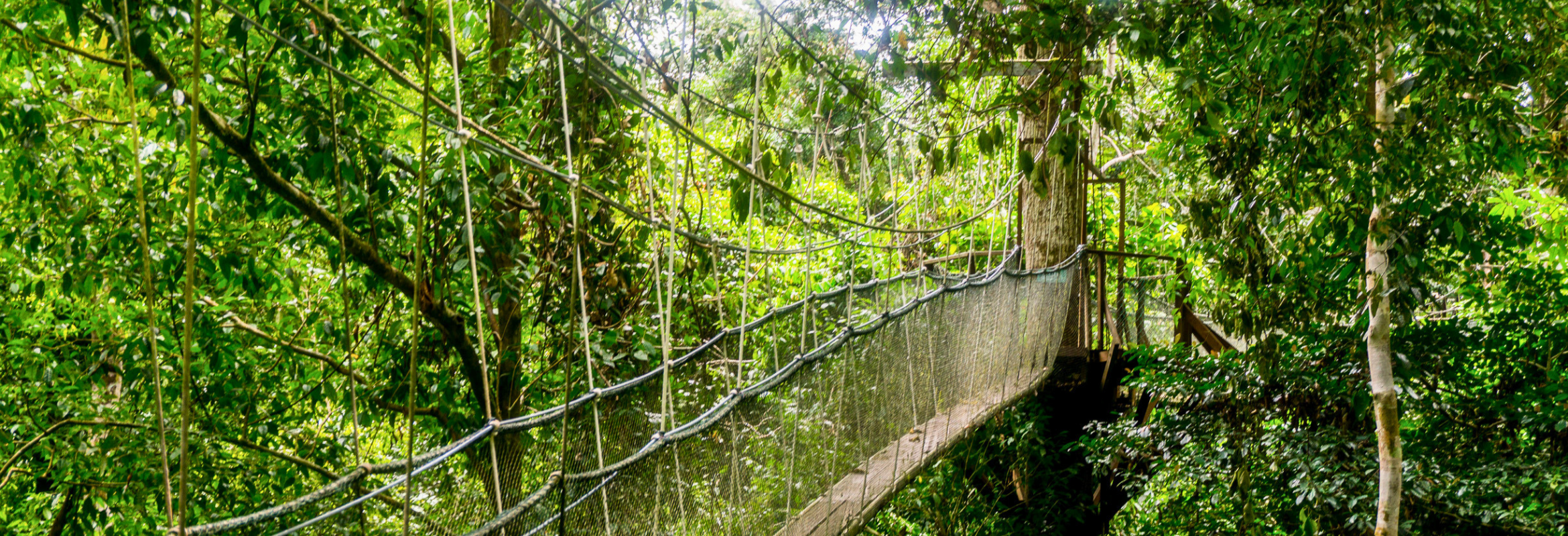 Borneo Birding Highlights - Image 3
