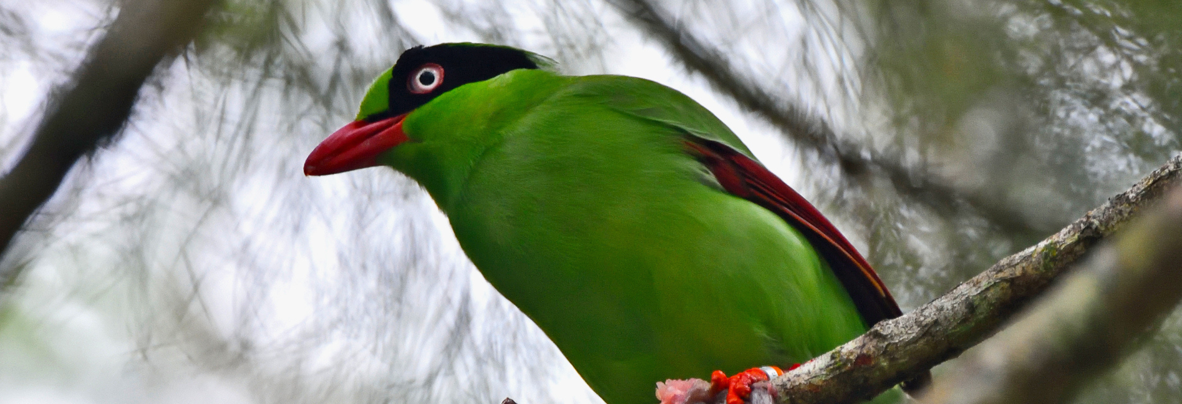 Borneo Birding Highlights - Image 2