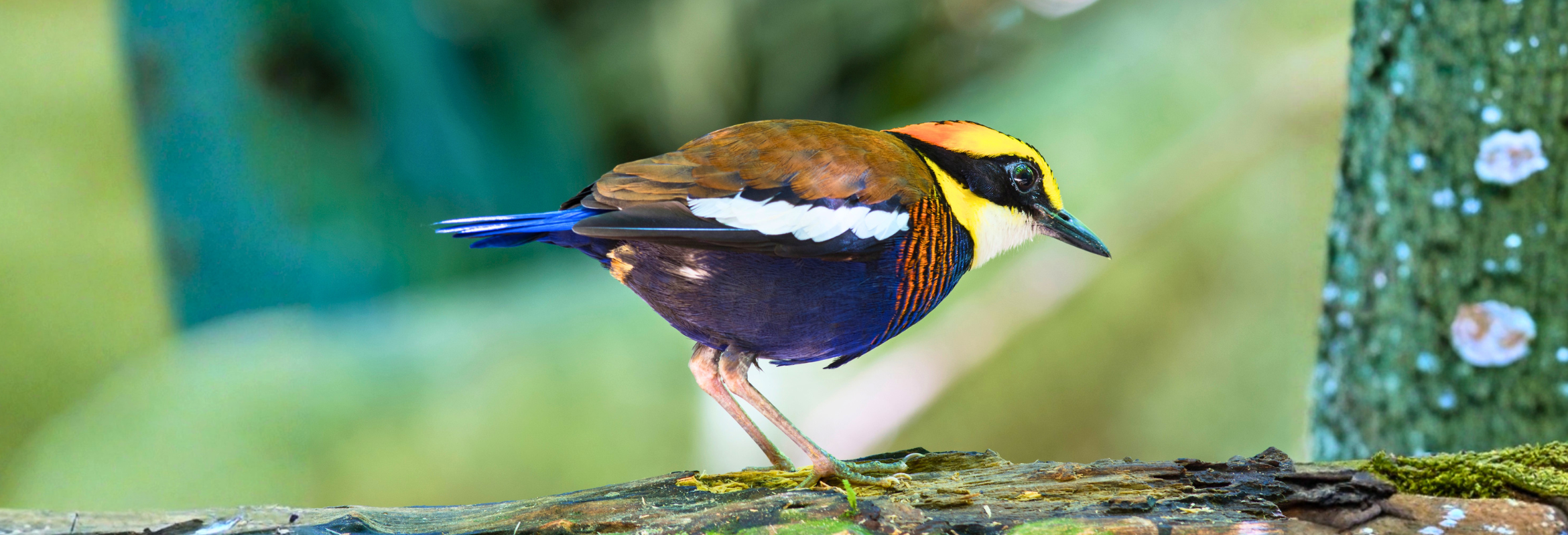 Borneo Birding Highlights - Image 9