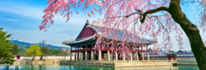 South Korea Cherry Blossoms