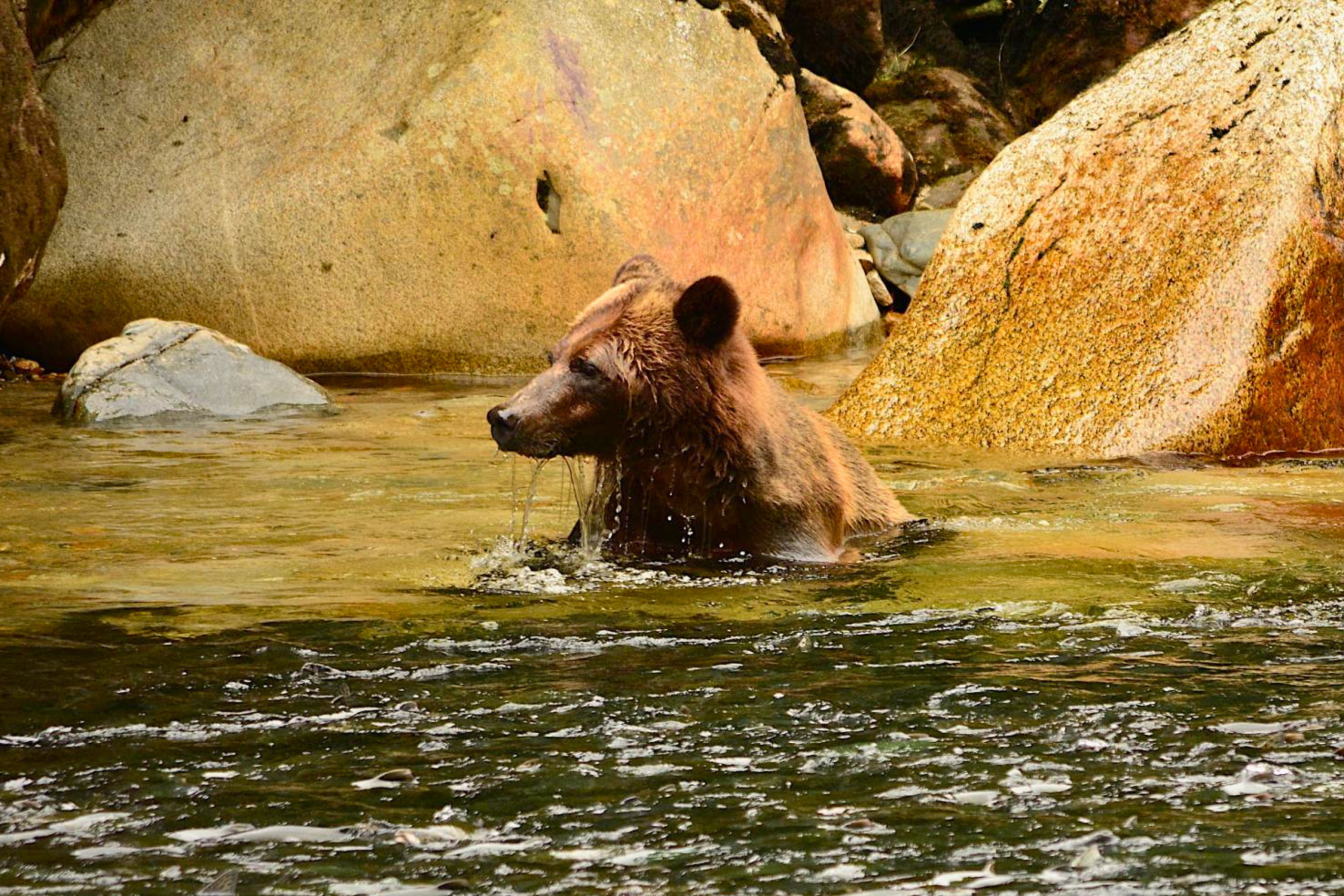 Grizzly bear wading through a river in northern Vancouver Island